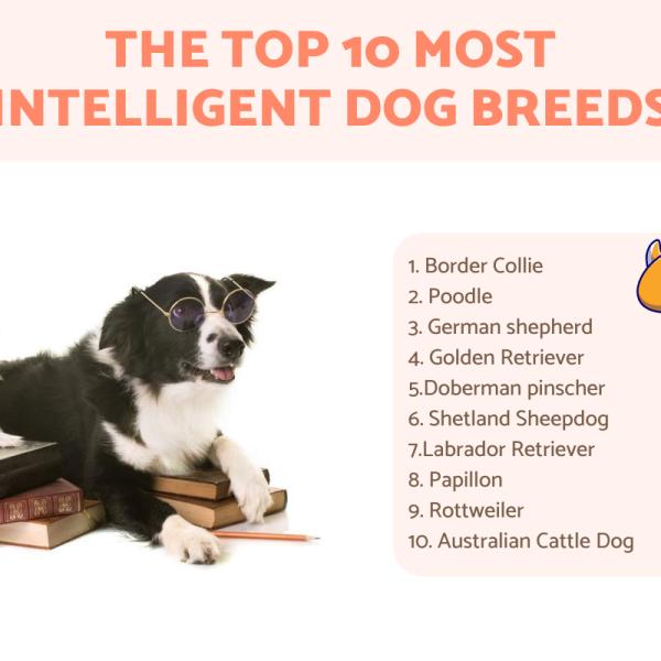 Discount top most intelligent dog breeds on Sale Black Friday