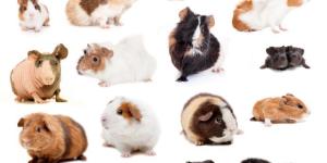 Guinea Pig Breeds: Hair Types and Colors