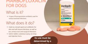 Marbofloxacin for Dogs - Uses, Dosage and Side Effects