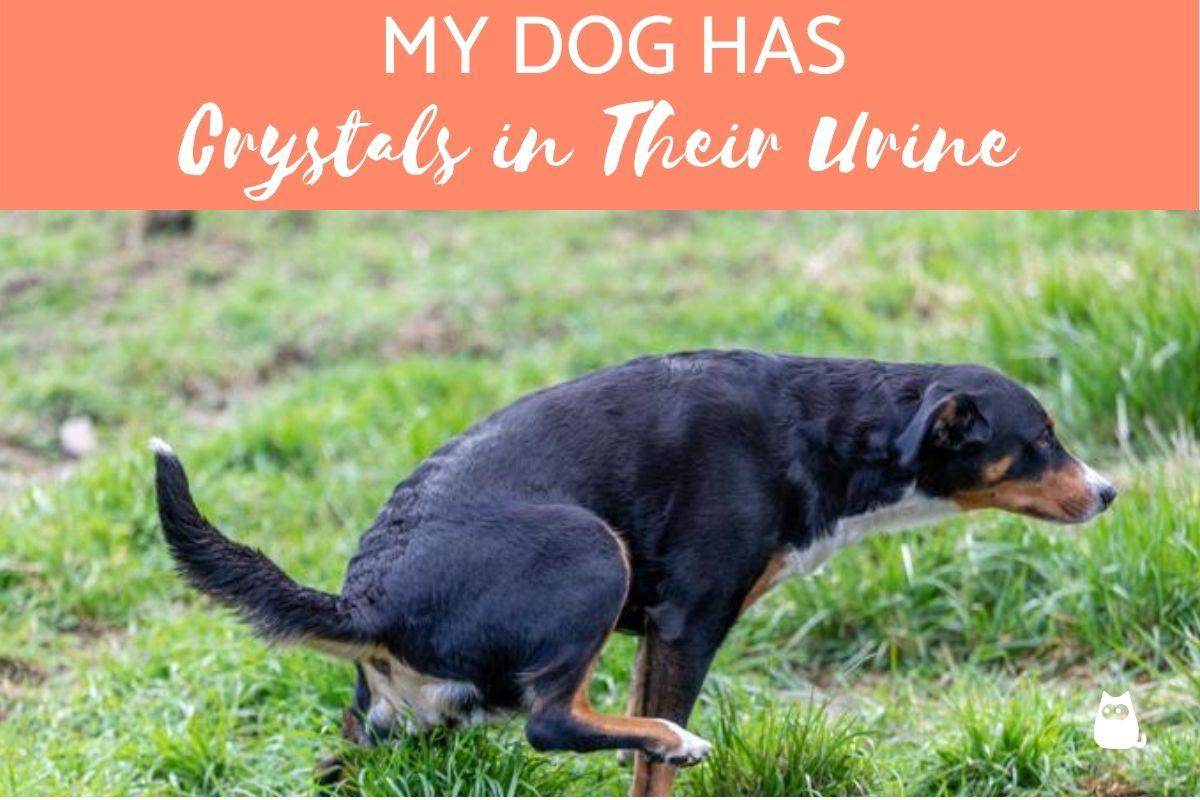 My Dog Has Crystals in Their Urine