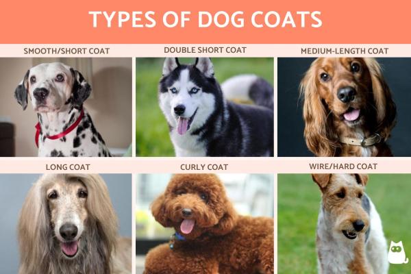 How Much Shedding Is Normal for a Dog? - How does a dog's coat type affect shedding?