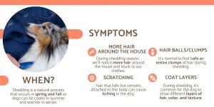 How Much Shedding Is Normal for a Dog?