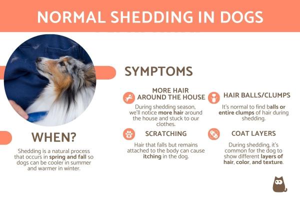 How Much Shedding Is Normal for a Dog?