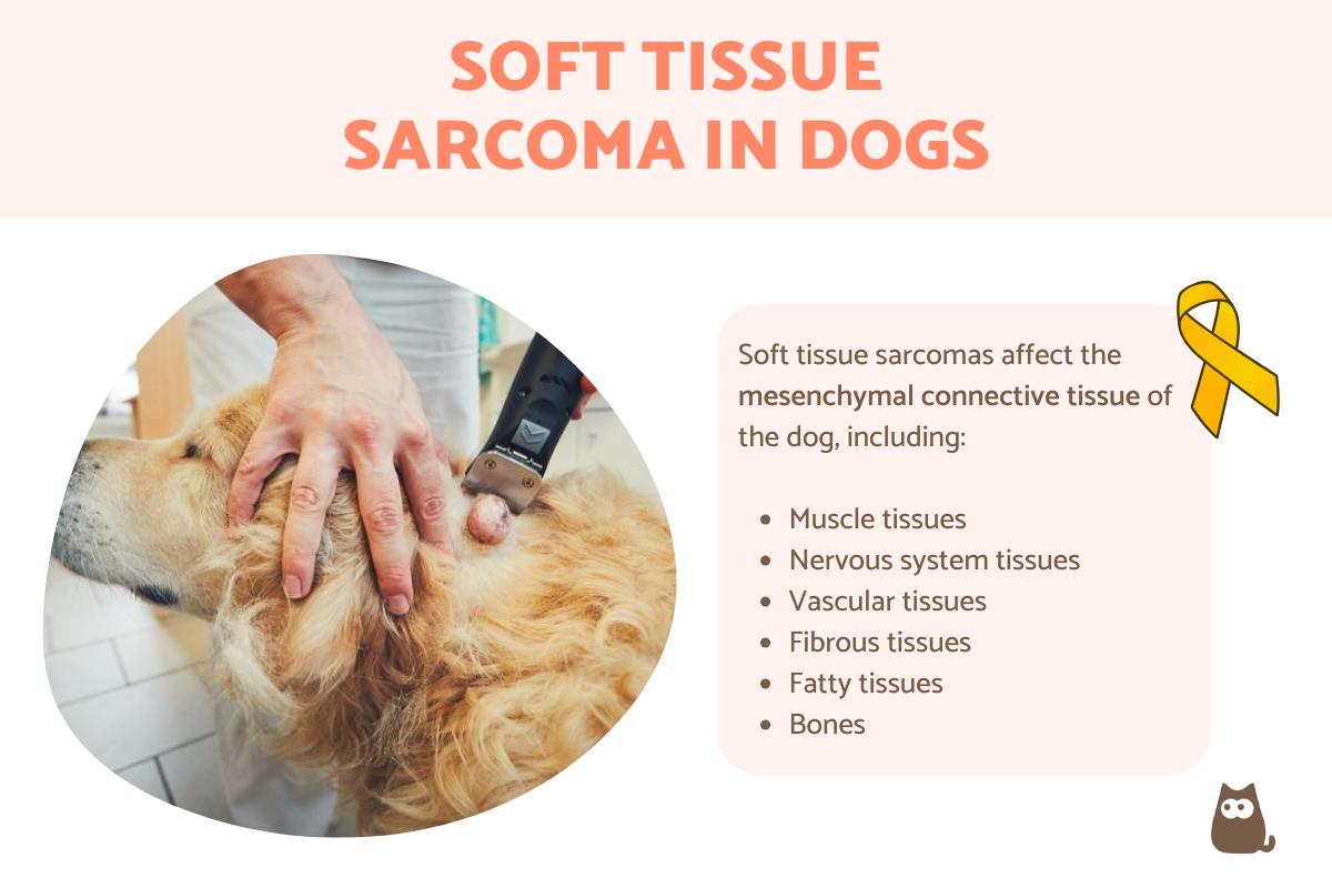 Soft Tissue Sarcoma in Dogs
