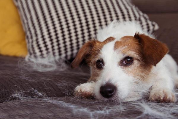 How Much Shedding Is Normal for a Dog? - What does normal shedding look like?