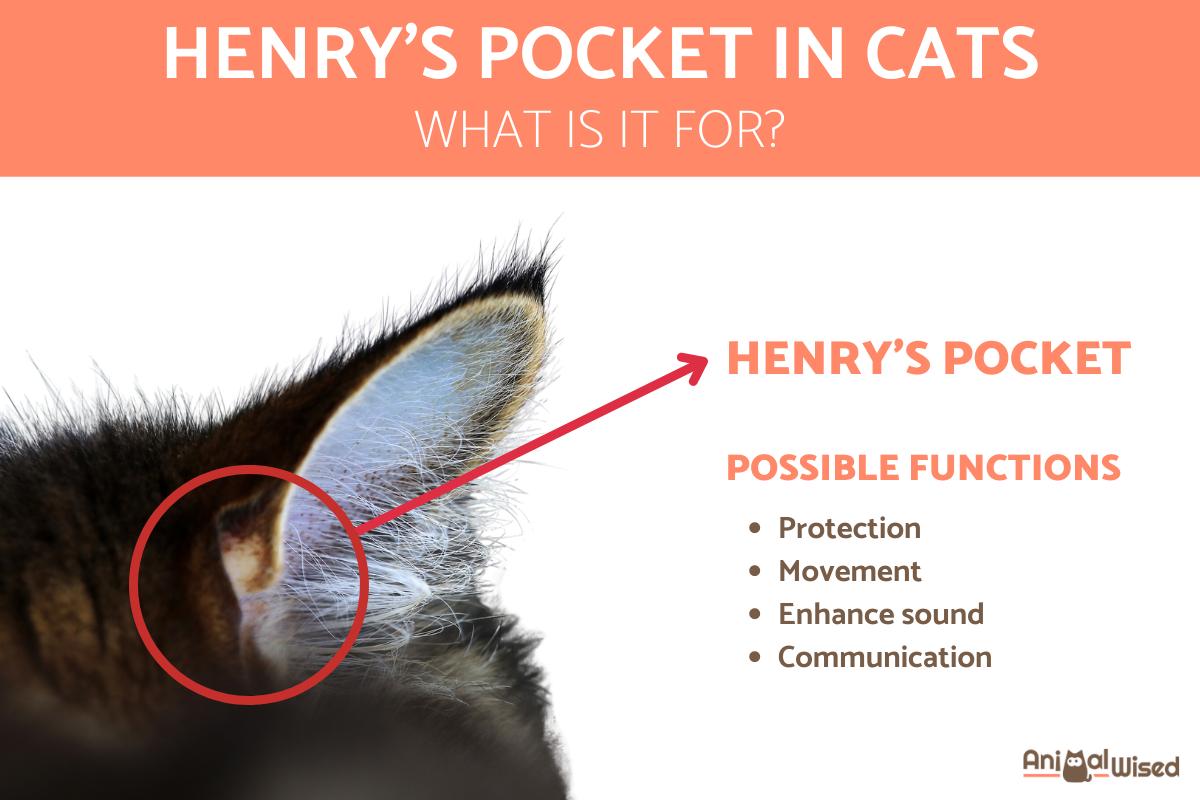What Is the Henry's Pocket in Cats?