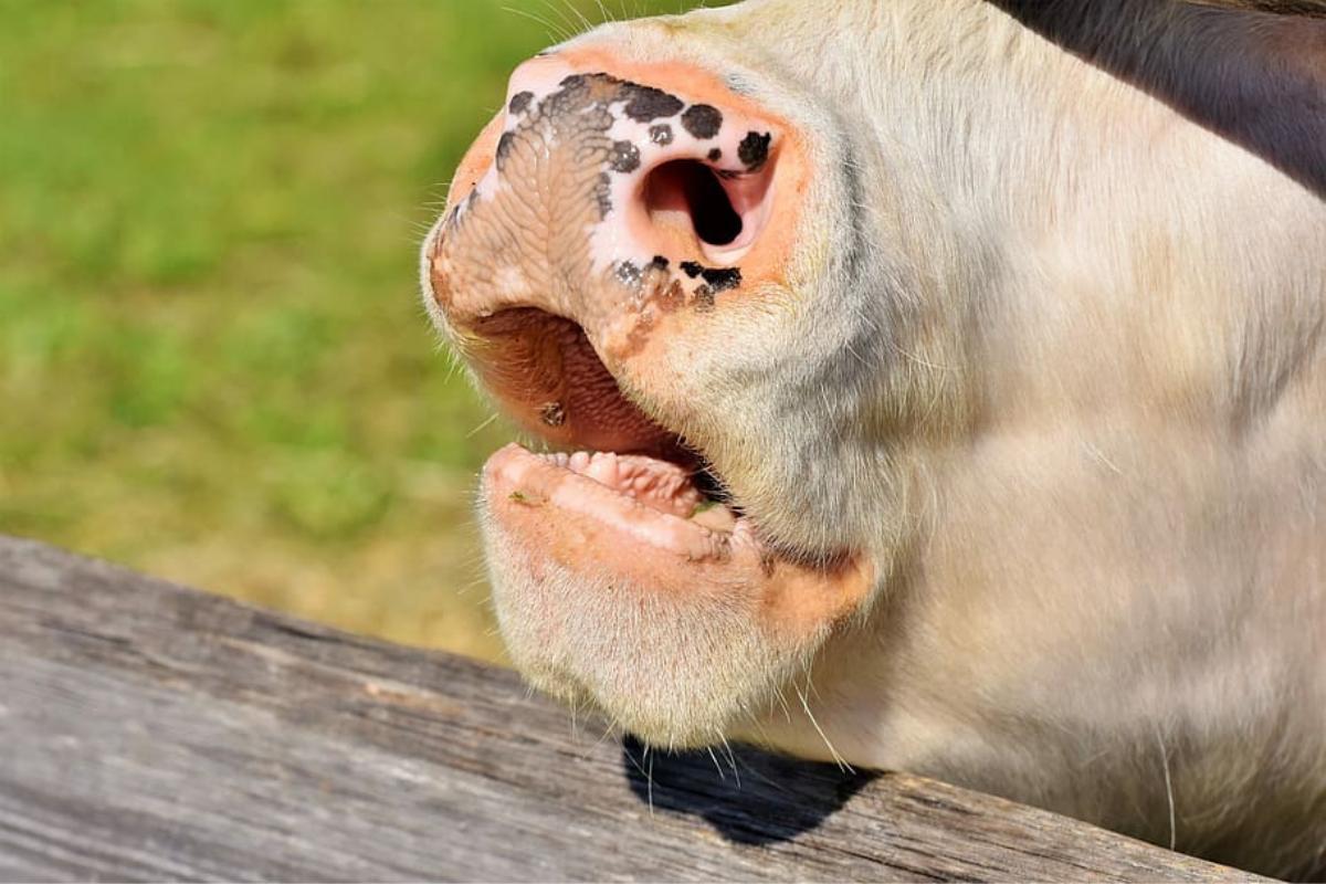 Do Cows Have Teeth on Top? -
