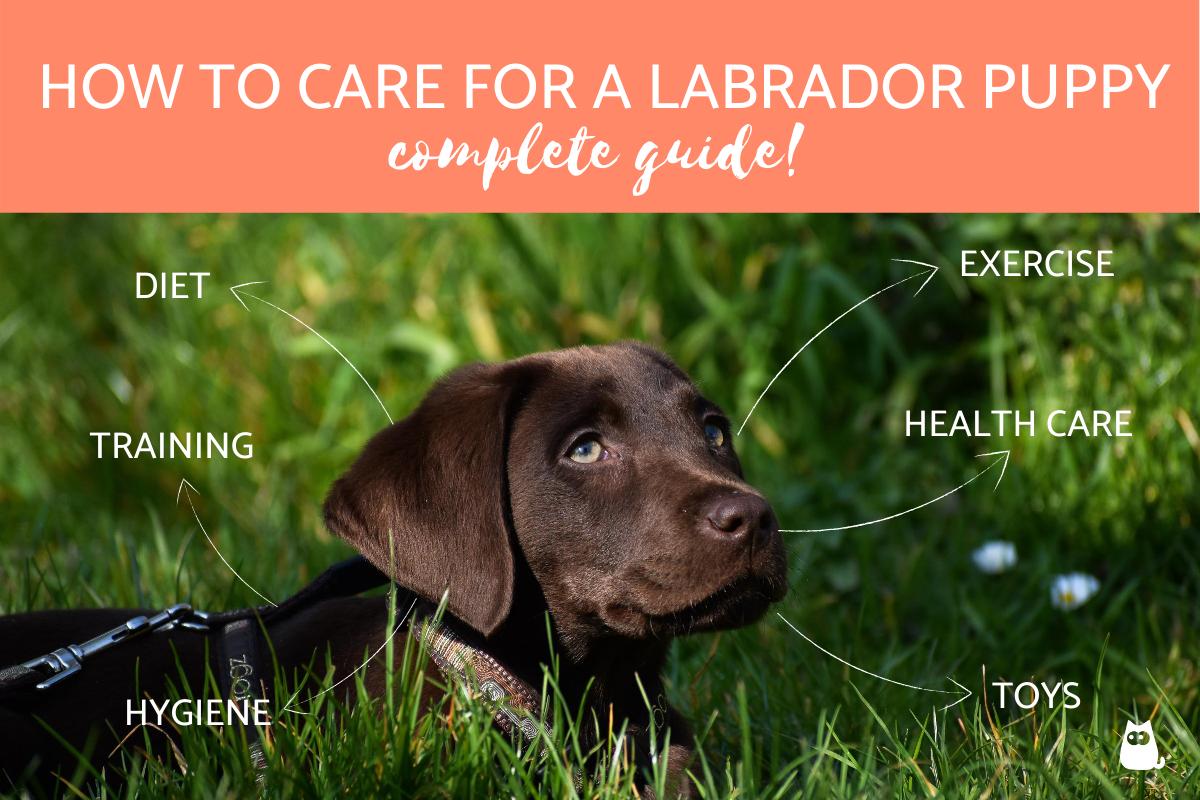 How to Care for a Labrador Puppy