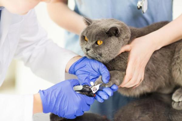 Pros and Cons of Declawing Cats - Is It Really Cruel? - Should you declaw a cat?