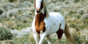 What are Wild Horses? Horse Subspecies Around the World