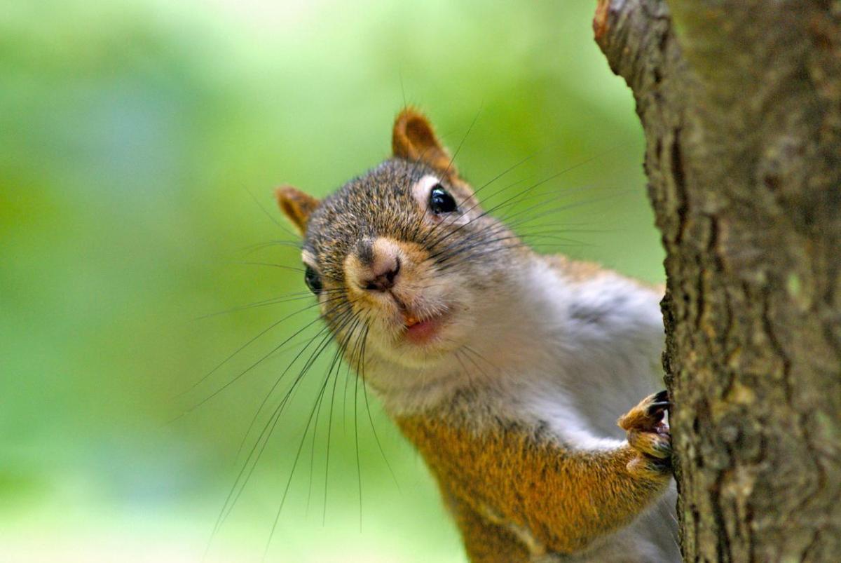 Where Do Squirrels Live?