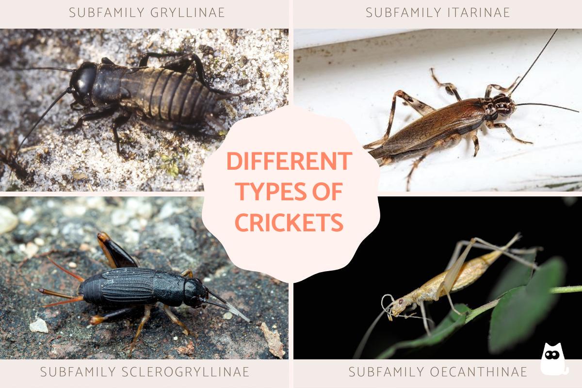 Different Types of Crickets