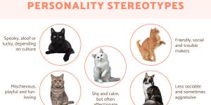 Does A Cat's Color Influence Their Personality?