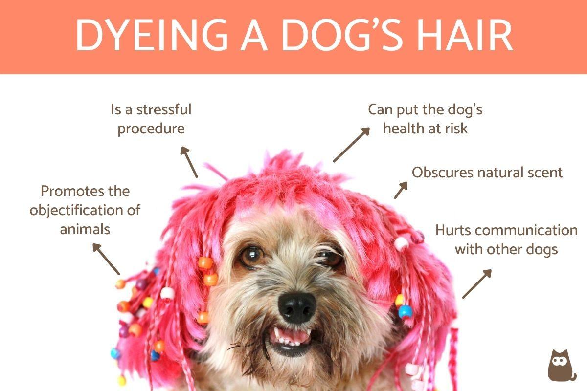 Why You Should Never Dye a Dog's Hair