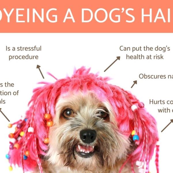 Why You Should Never Dye a Dog s Hair Physical and Psychological Factors