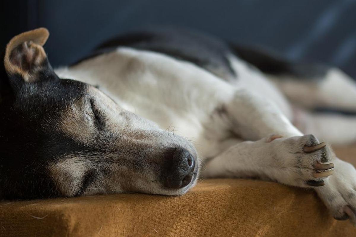 Alzheimer’s or Cognitive Dysfunction in Dogs - Symptoms, Causes and Treatment