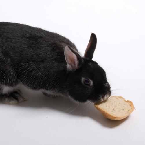 Can Rabbits Eat Bread?