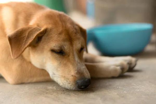 Alzheimer’s or Cognitive Dysfunction in Dogs - Symptoms, Causes and Treatment - Treatment of Alzheimer's in dogs