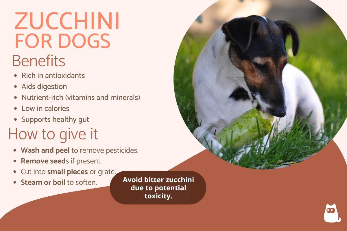 Is Zucchini Good for Dogs?
