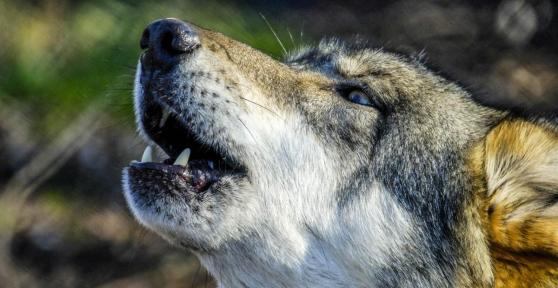 Domestication of Dogs - Origin and History