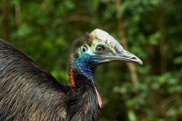 Guide to Ostrich-Like Birds - Dwarf cassowary (Casuarius bennetti)