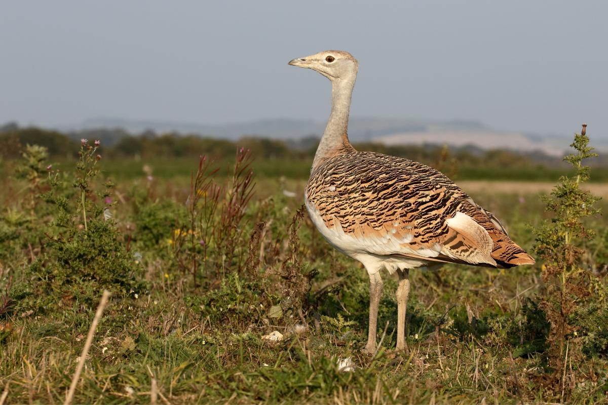 10 Ostrich like Birds What Is the Ostrich More Similar To? 10 Ostrich like Birds What Is the Ostrich More Similar To?