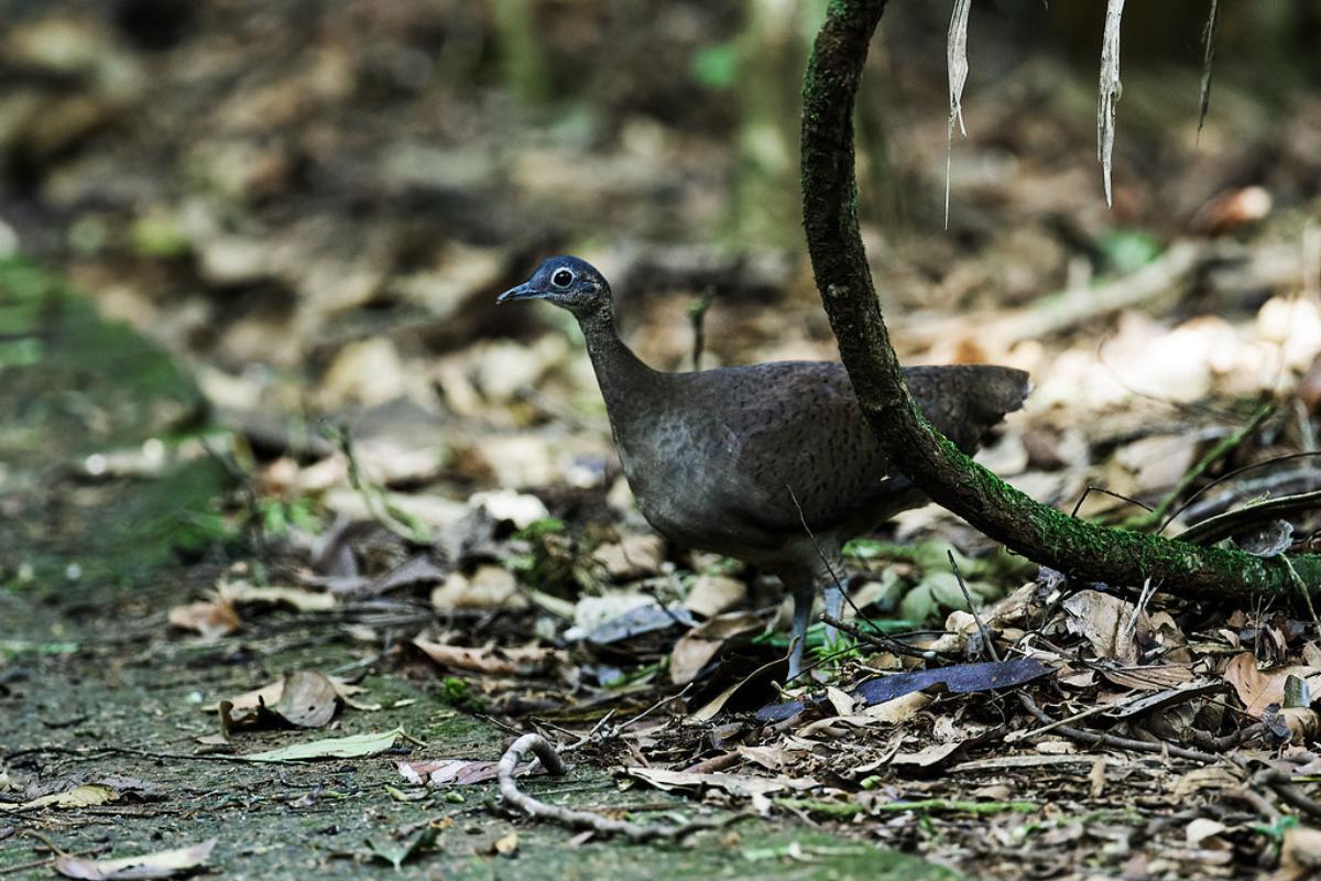 10 Ostrich like Birds What Is the Ostrich More Similar To?