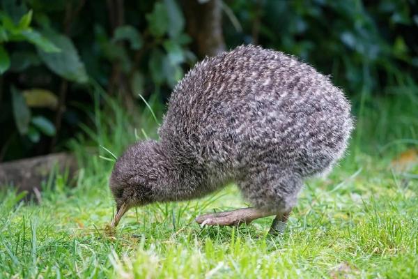 Guide to Ostrich-Like Birds - Greater spotted kiwi (Apteryx haastii)