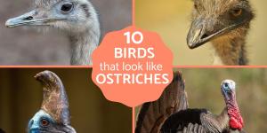 Guide to Ostrich-Like Birds