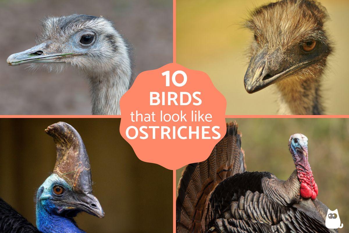 10 Ostrich like Birds What Is the Ostrich More Similar To?