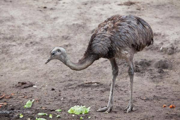 Guide to Ostrich-Like Birds - Lesser rhea (Rhea pennata)