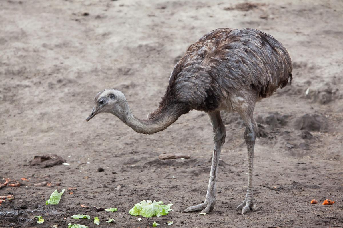 10 Ostrich like Birds What Is the Ostrich More Similar To?