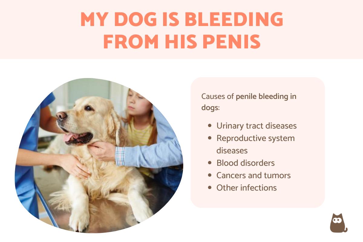 My Dog Is Bleeding From His Penis