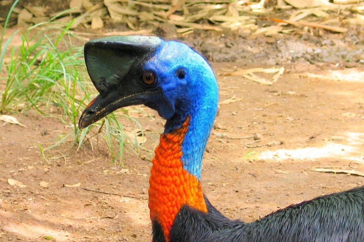 10 Ostrich like Birds What Is the Ostrich More Similar To?