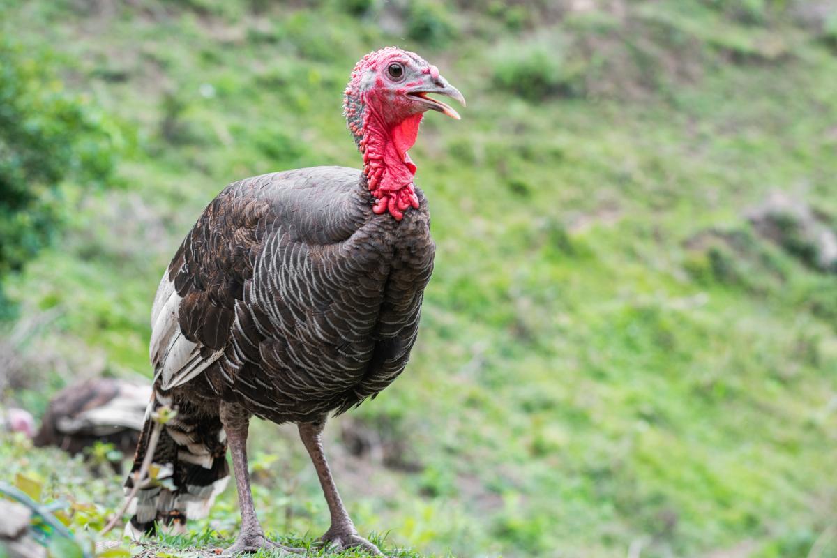10 Ostrich like Birds What Is the Ostrich More Similar To? 10 Ostrich like Birds What Is the Ostrich More Similar To?
