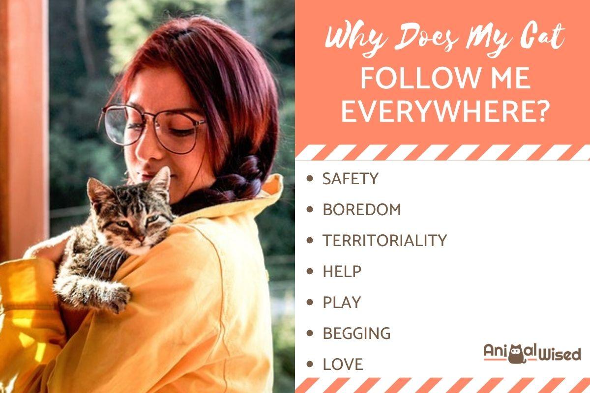 Why Does My Cat Follow Me Everywhere?