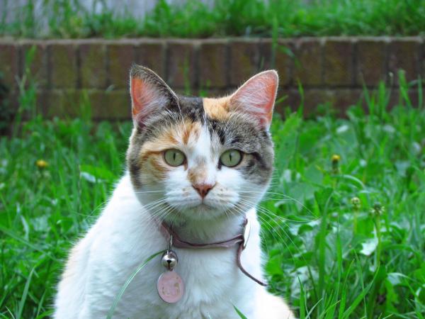 Why Are Calico and Tortoiseshell Cats Female? - Tricolor coat types in cats
