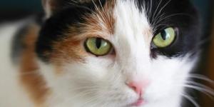 Why Are Calico and Tortoiseshell Cats Female?