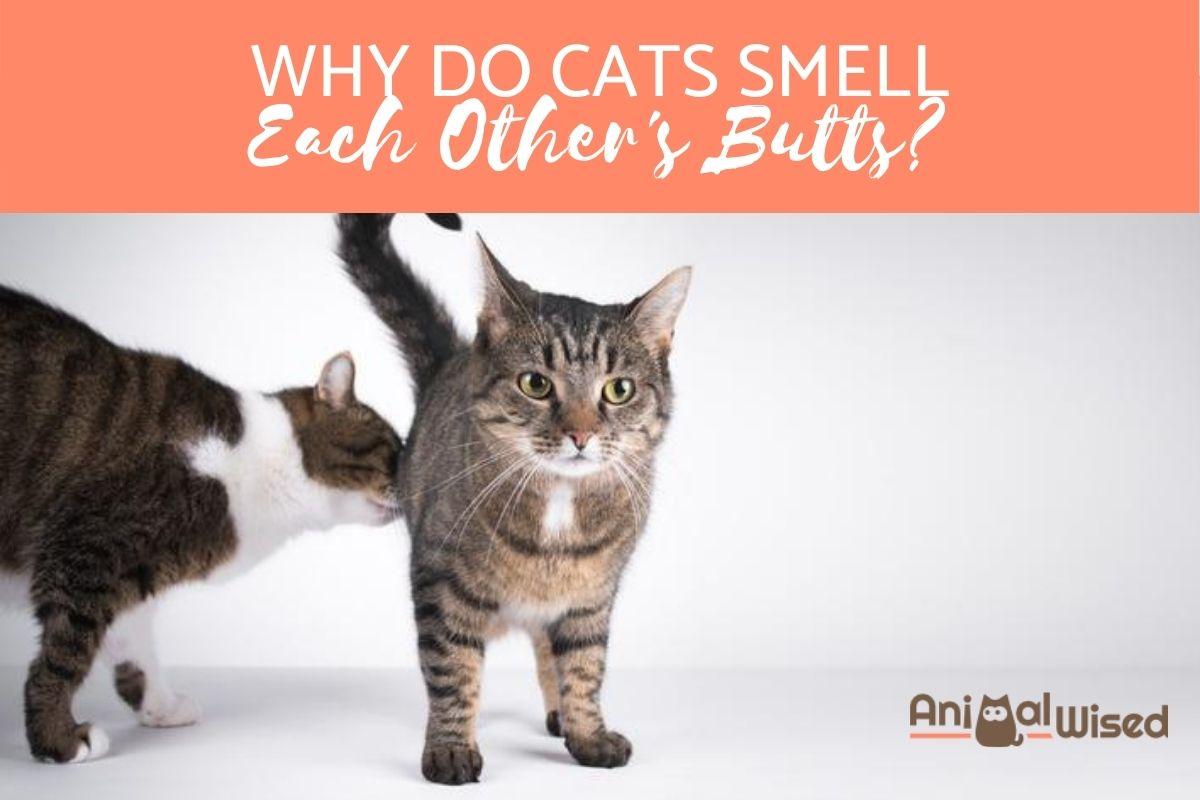 Why Do Cats Sniff Each Other's Butts?