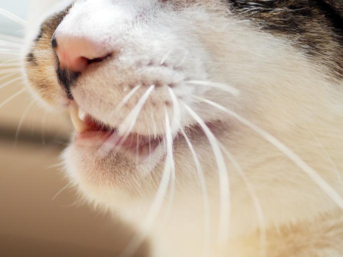 Why Do Cats Sniff Each Other's Butts? - Reasons Cats Smell Butts