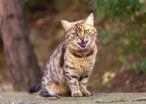 Sounds That Cats Make and Their Meanings - How many sounds does a cat make?