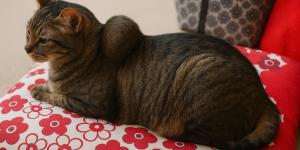 Soft Tissue Sarcoma in Cats - Types and Treatment