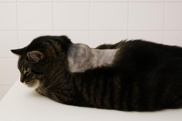 Soft Tissue Sarcoma in Cats - Types and Treatment - Soft tissues sarcoma in cats treatment