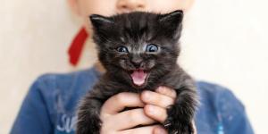 Sounds That Cats Make and Their Meanings