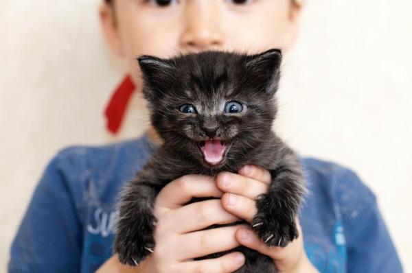 Sounds That Cats Make and Their Meanings