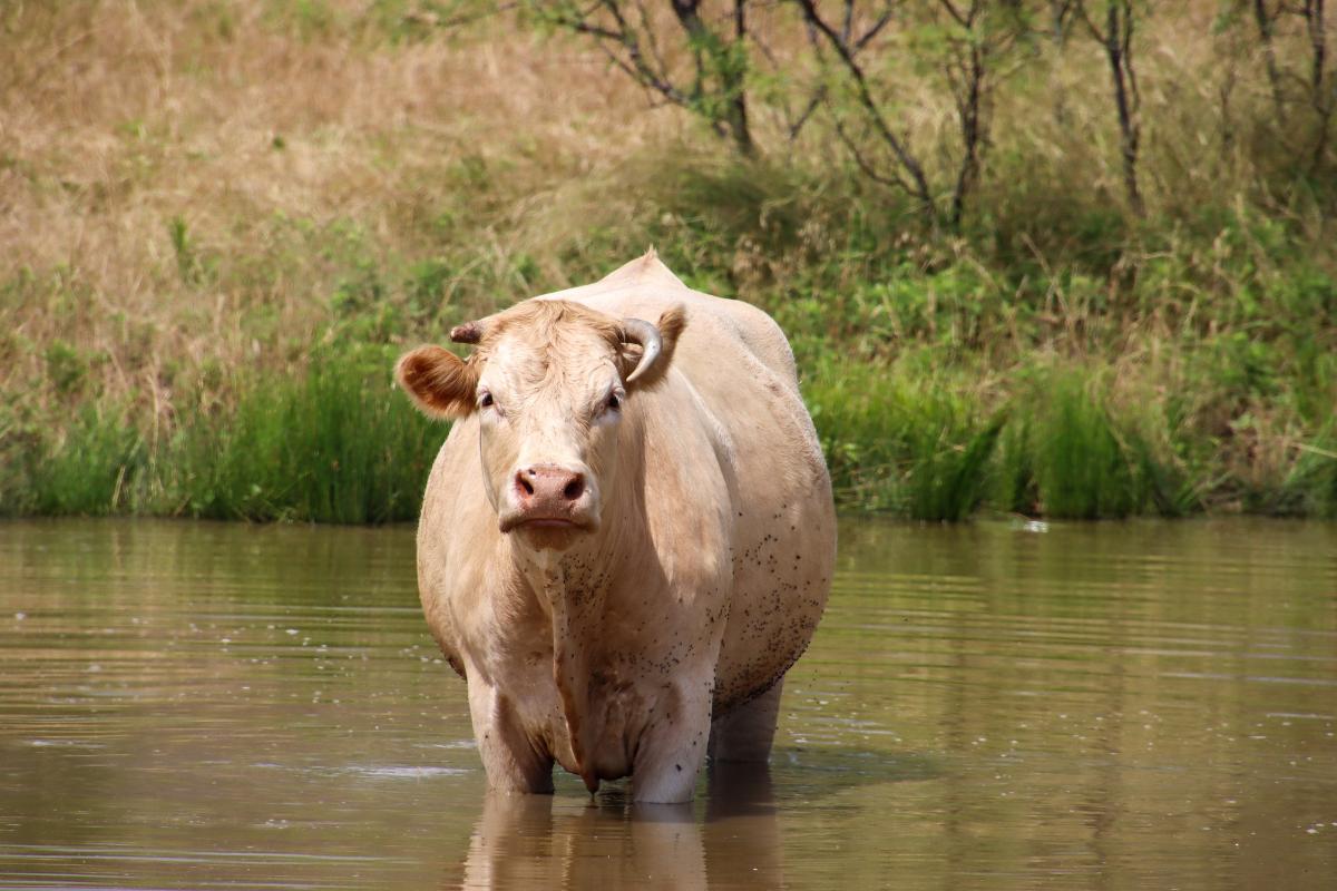 Can Cows Swim?