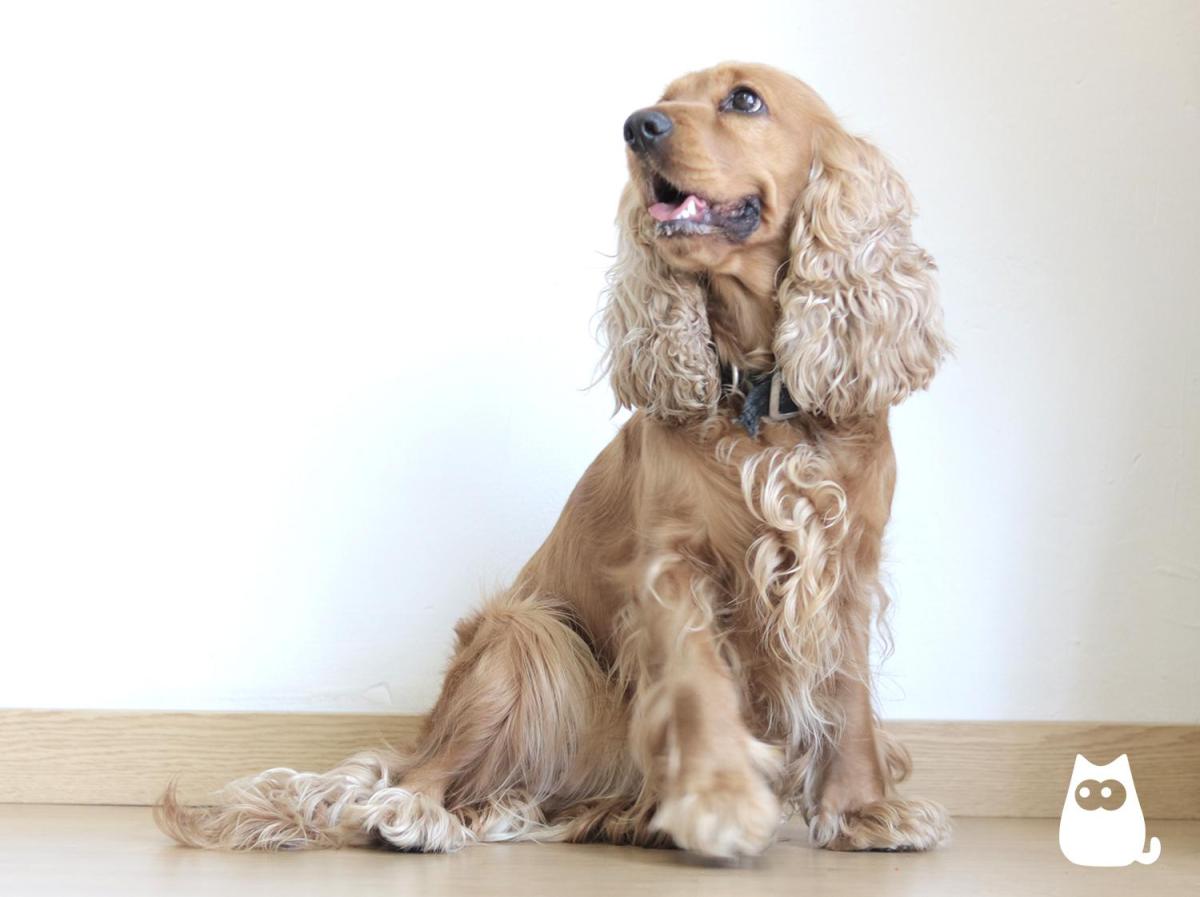Cocker Spaniel Names - Male and Female Ideas