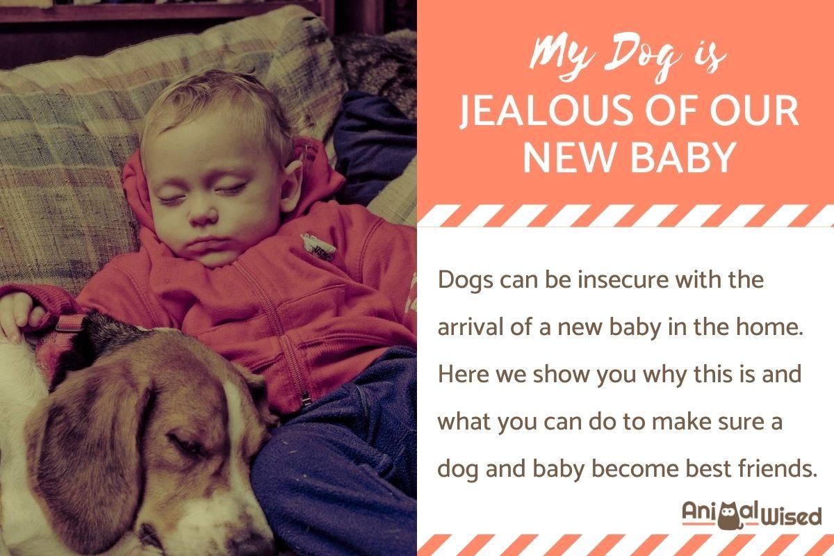 My Dog is Jealous of My New Baby