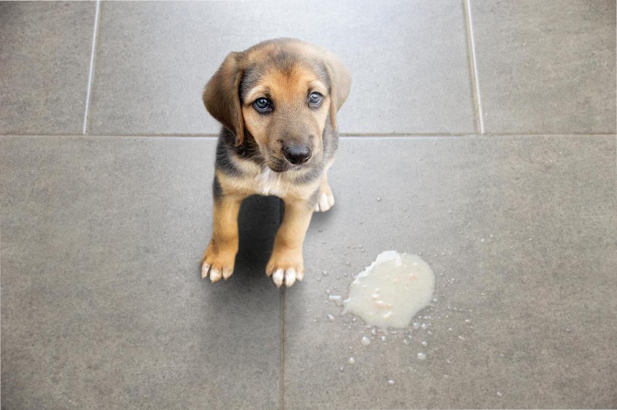 My Puppy Keeps Vomiting