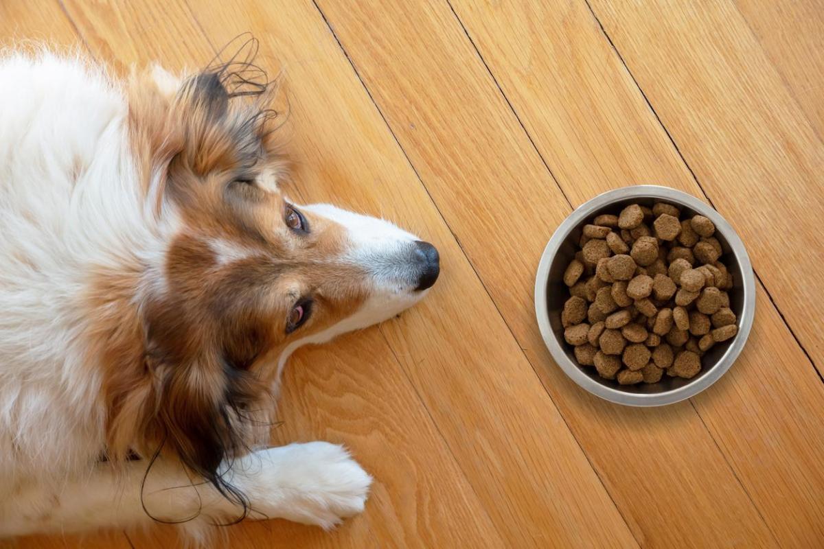 Should You Add Water to Dry Dog Food?